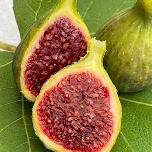 1 De La Senyora- Hivernenca Fig Cutting for Rooting or