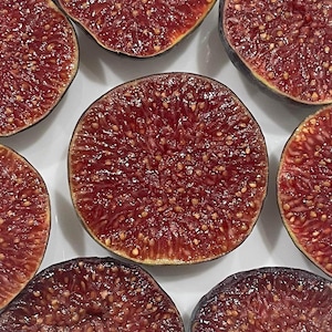 2  I-258 (Italy 258) Fig Cuttings for rooting or grafting