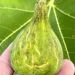 1 Angelito Fig Cutting for rooting or grafting. Source from Evdurtschi