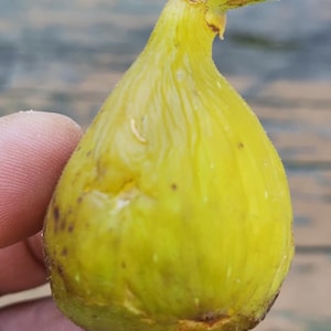 1 San Biagio fig Cutting (Pomona’s Gardens ) for rooting or grafting