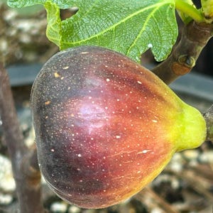 1 Sicilian 33 cutting for rooting or grafting