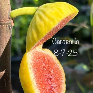 1 Cardenillo Fig cutting for rooting or grafting