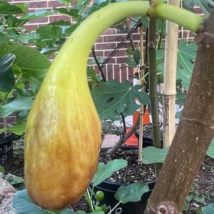 1 Tolosa Fig Cutting for rooting or grafting