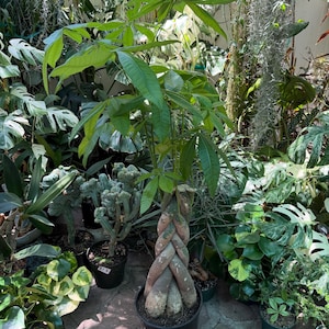 May include: A Pachira aquatica money tree plant with a thick, braided trunk and vibrant green, palm-like leaves. The plant is potted in a black plastic container, showcasing a distinct woven stem structure that supports a canopy of foliage.