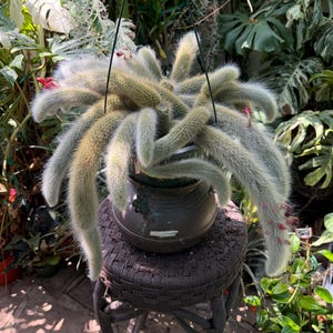 May include: A hanging cactus with long, fuzzy, light green stems and small pink flowers, planted in a dark round pot. A white tag with the number 407 is attached to the top wire hanger. The plant has a dense, trailing appearance.
