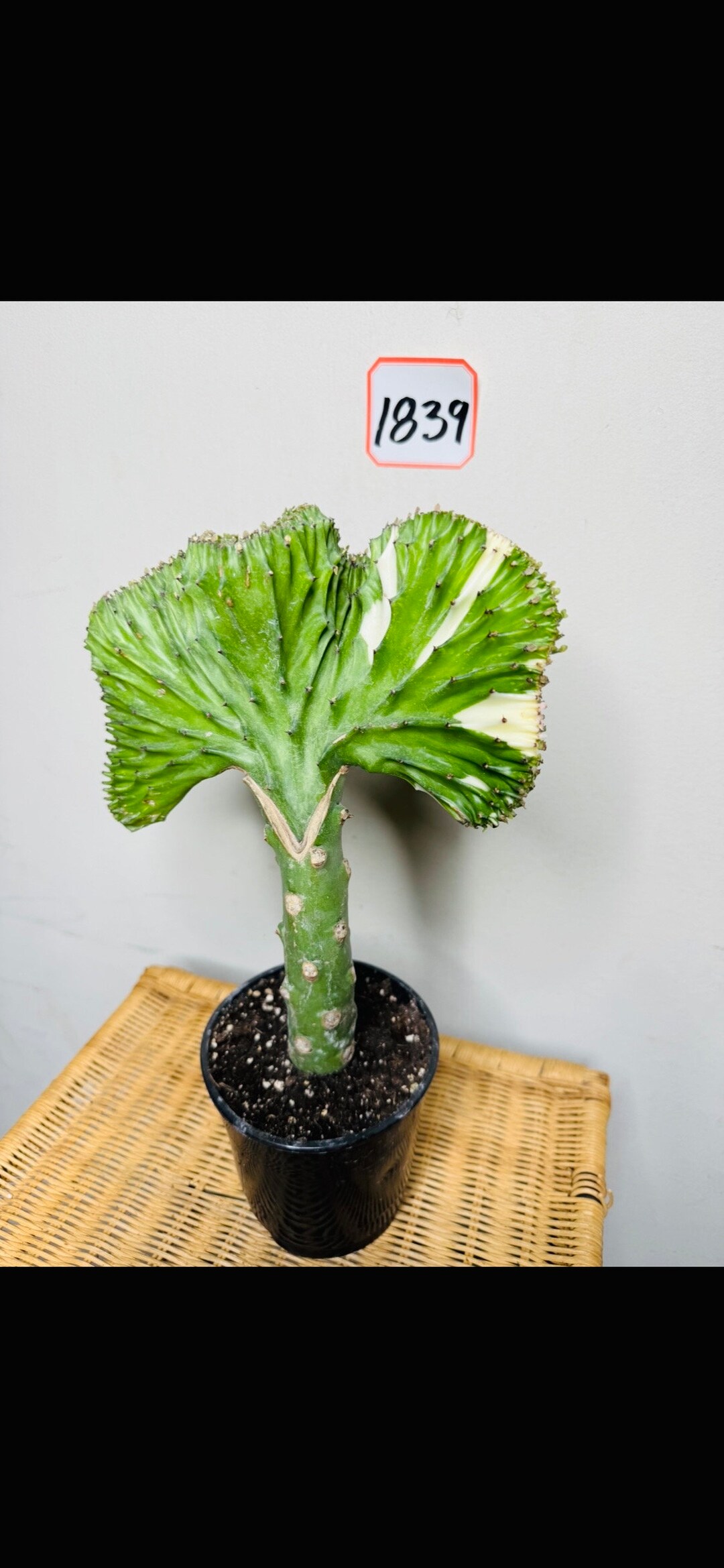 Live Mermaid Tail Cactus Plant - Euphorbia Lactea Cristata, 4-inch Pot, Crested Coral Succulent, Light Purple, Indoor Houseplant