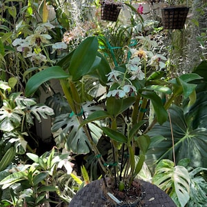 May include: A potted orchid plant with white and purple speckled flowers and large green leaves. The plant is in a woven basket and surrounded by other plants in a lush garden setting.