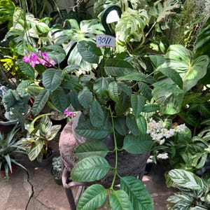 Hoya Multiflora / Shooting Star Hoya 6 inches pot blooming