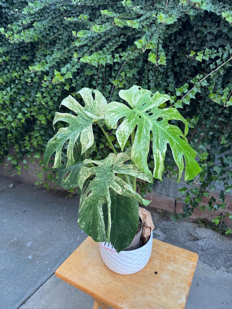 Large Monstera Deliciosa Mint Variegated 6 Inches Pot - Etsy