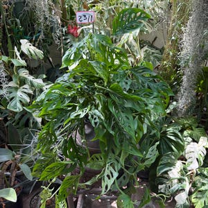 The Swiss cheese plant /Monstera adansonii 6 inches pot