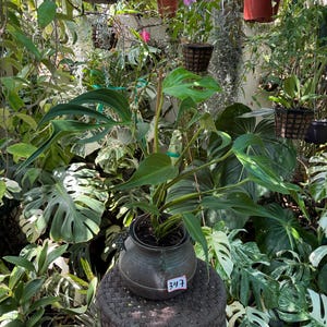 May include: A potted plant with large, green leaves sits on a woven stool. The plant is in a dark, aged metal pot. The background is filled with various other plants and hanging baskets, creating a lush, green environment. A tag with the number 347 is attached to the pot.