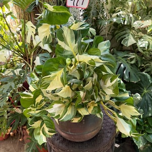 Manjula Pothos 6 inches pot