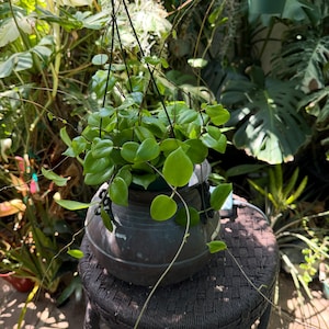 May include: A green Hoya plant with heart-shaped leaves growing in a dark, rounded pot. The plant is suspended by thin black wires and features long, trailing vines that extend outward from the central foliage, creating a dense, layered appearance.