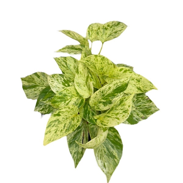 Snow Queen Pothos / Epipremnum aureum 4 inches por