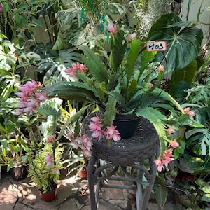 Epiphyllum german empress blooming 10 inches pot