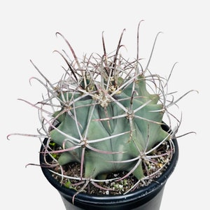 ferocactus-wislizeni-arizona-fishhook-barrel-cactus-3-gallon-pot-etsy