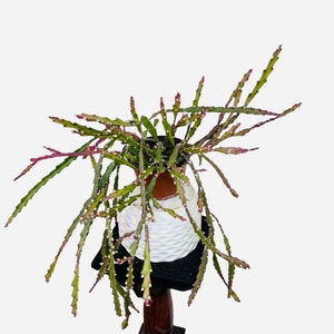 Lepismium cruciforme /Rhipsalis /hurricane cactus 6 inches pot