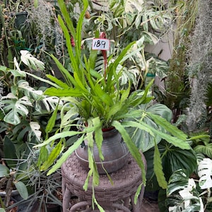 May include: A green Epiphyllum cactus with long, flat, serrated leaves growing in a dark metallic pot. A small white rectangular tag with the number 189 printed in black is attached to the plant by a red plastic loop, positioned centrally.