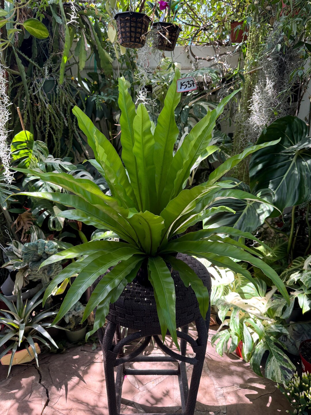 Large Fern 8 Inches Pot Etsy — free download