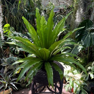 May include: A vibrant green Bird's Nest Fern, with long, wavy leaves, is displayed in a dark brown woven pot. The plant is set on a matching dark brown, three-legged plant stand, surrounded by lush greenery. The tag reads "1537".