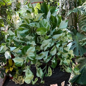 Manjula Pothos 6 inches pot