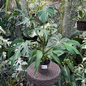 May include: A potted Monstera plant with large, green, split leaves. The plant sits on a brown woven stool. The background features various other plants and greenery, creating a lush, natural setting. A tag with the number "431" is attached to the pot.
