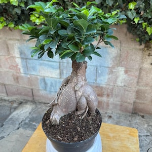 May include: A small bonsai tree with vibrant green leaves and a thick, textured trunk. The tree is planted in a black pot, which sits atop a white, textured ceramic pot. The background features a brick wall and lush greenery.