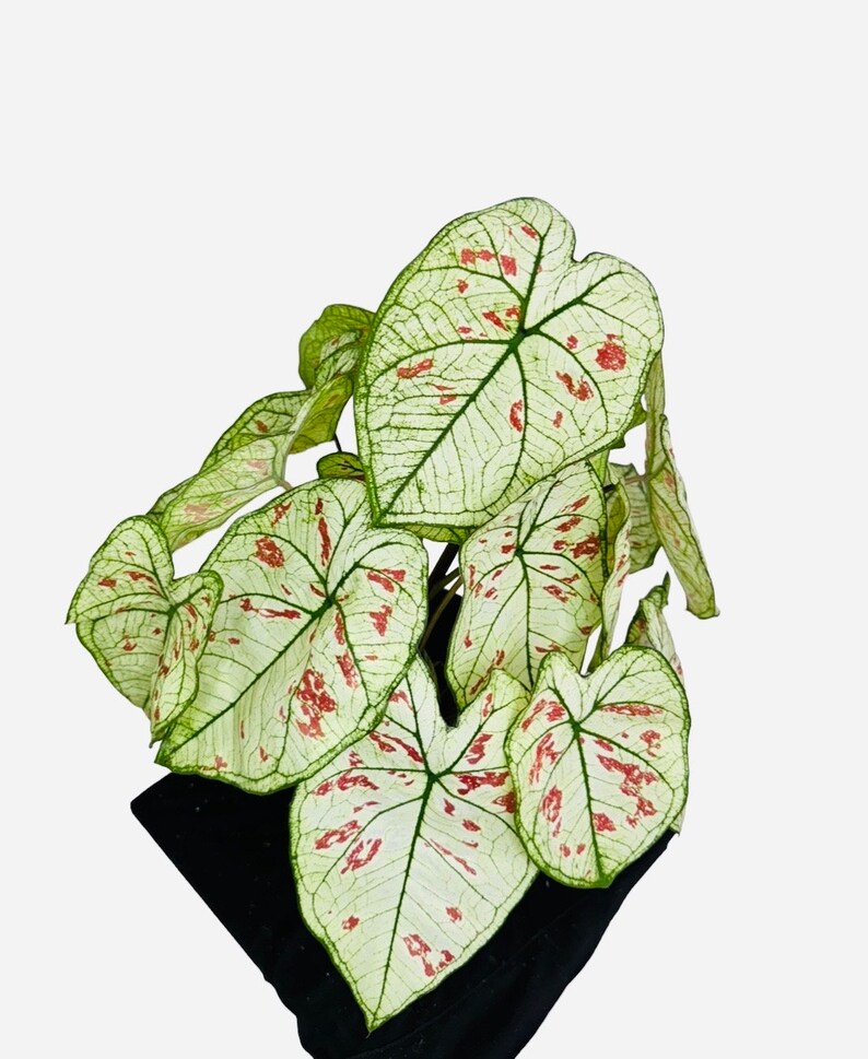 Caladium 6 Inches Pot Beautiful Heart Leaves Shape Caladium - Etsy