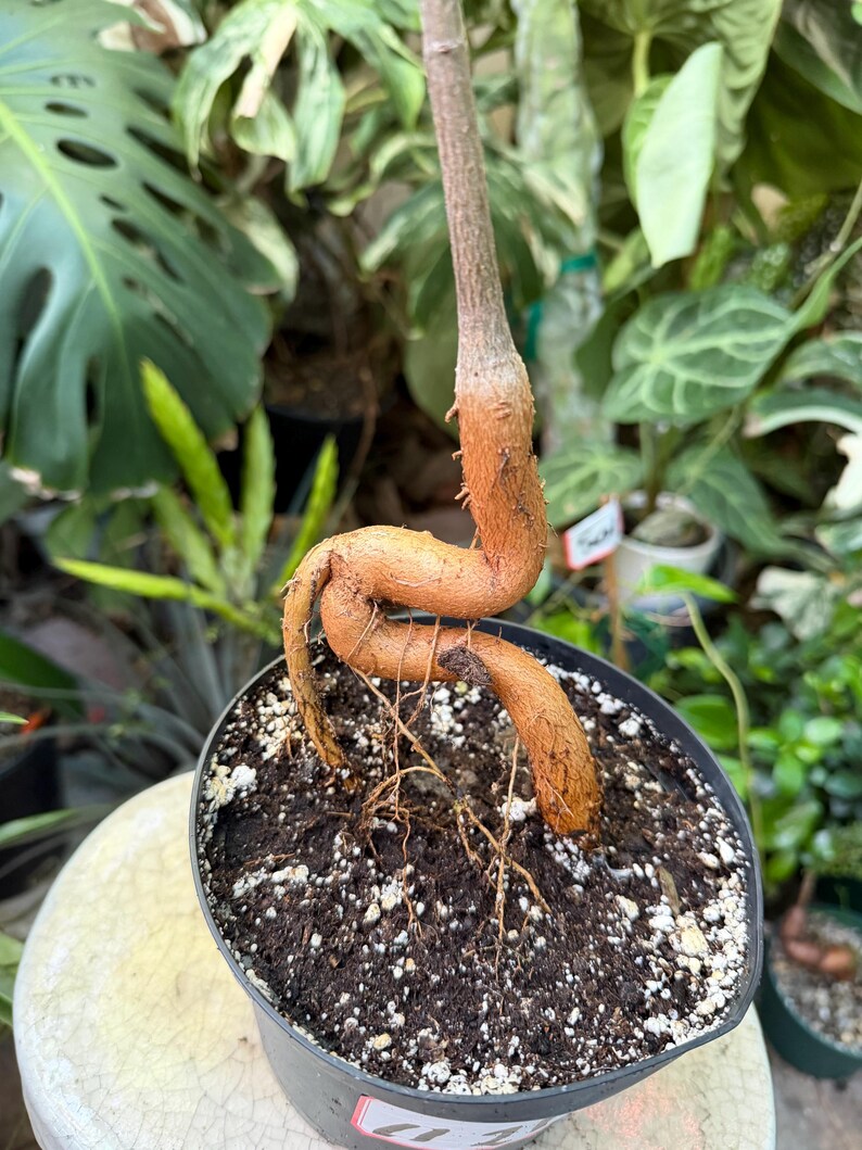 If Structure In Javascript Queensland Bottle Tree 'brachychiton Rupestris' Hybrid - Etsy