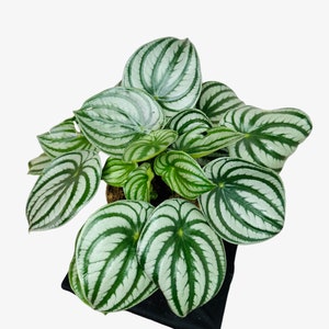 Watermelon peperomia / Peperomia argyreia 6 inches pot