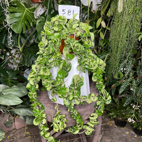 Large Hoya Hindu rope 6 inches pot very full plant