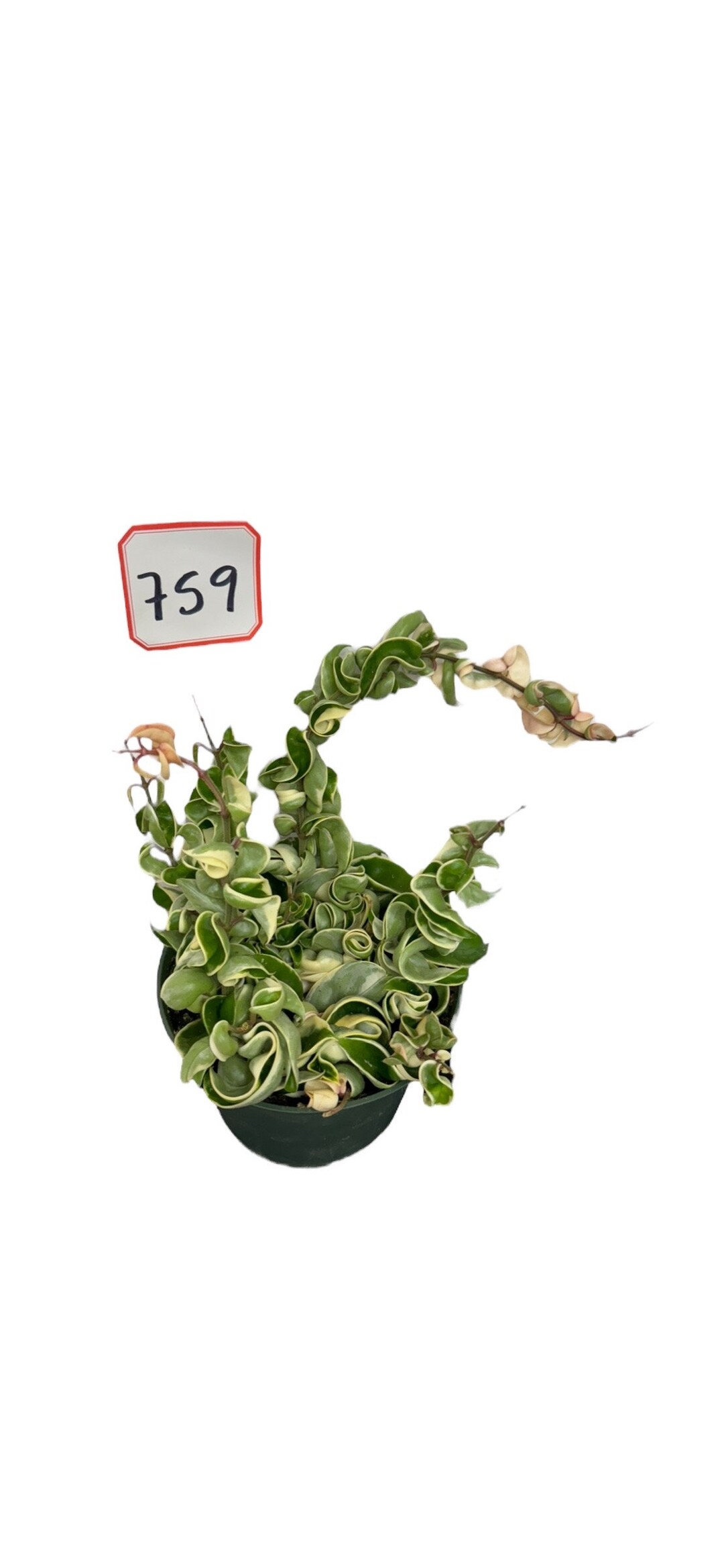 Hoya Hindu Rope Variegated 6 Inches Pot Etsy