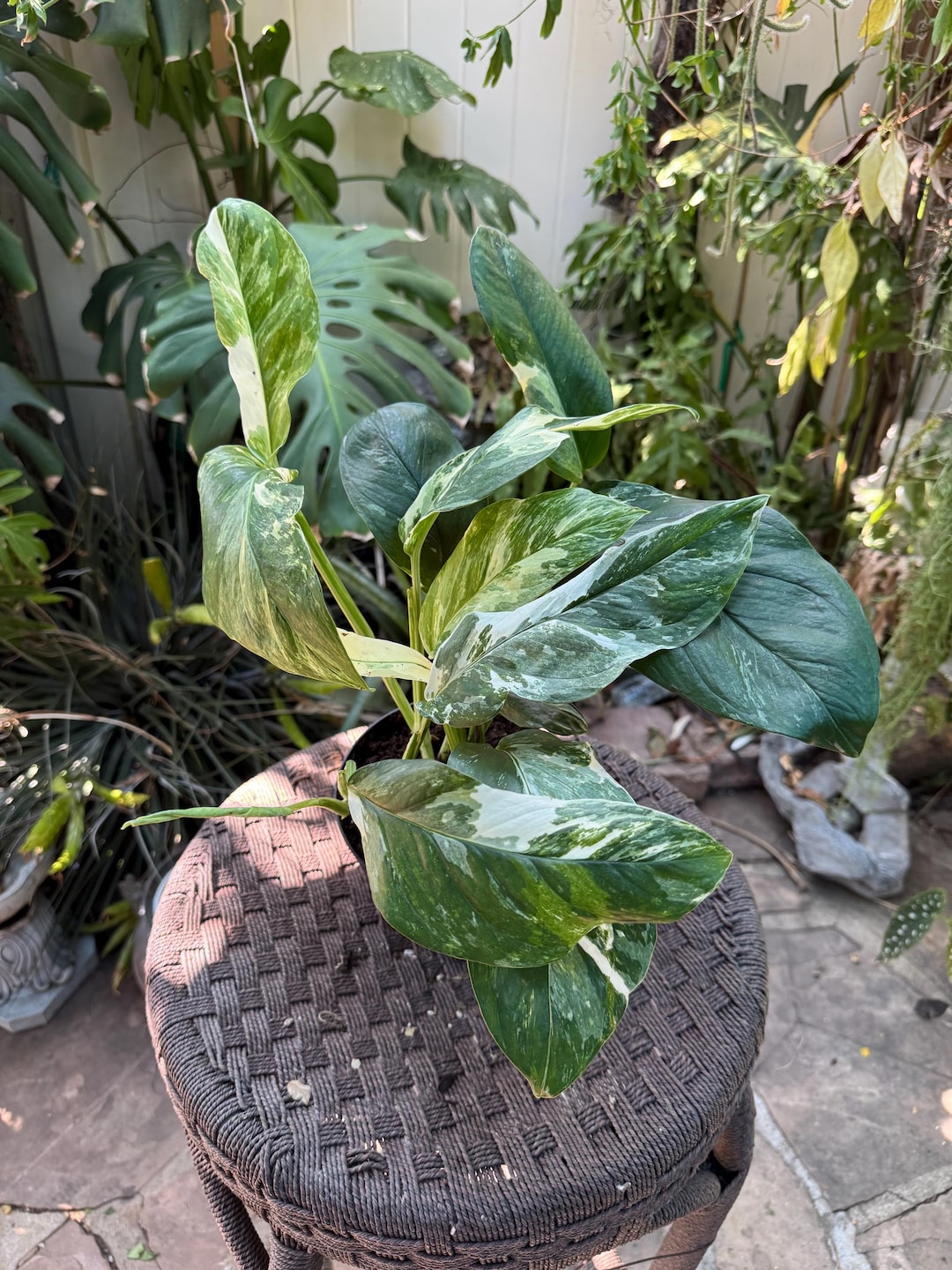 Monstera Lechleriana Albo 6 Inches Pot - Etsy