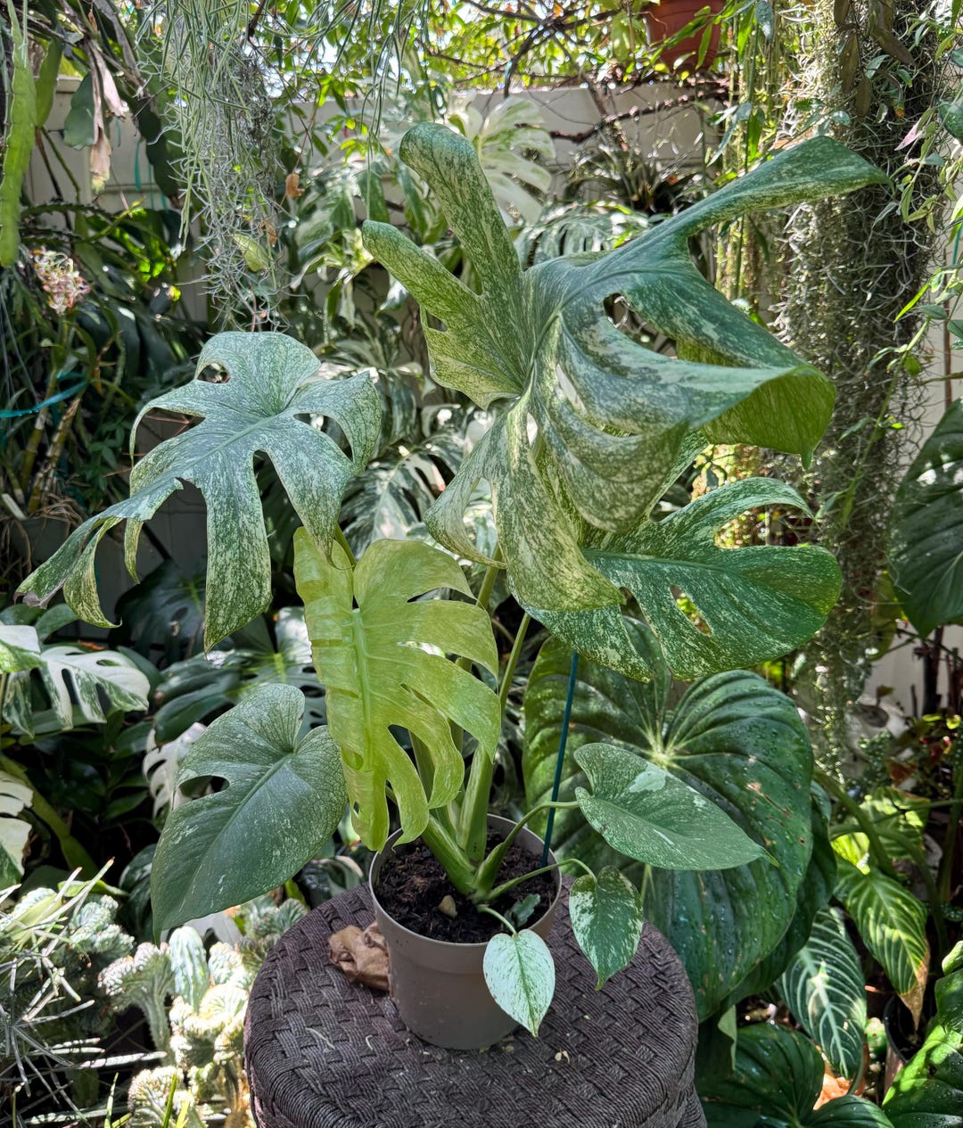 Large Monstera Deliciosa Mint Variegated 6 Inches Pot - Etsy
