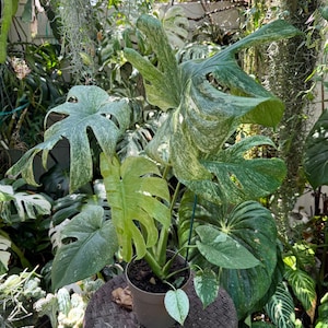 May include: A potted Monstera plant with large, variegated leaves in shades of green and white. The plant is in a brown pot and sits on a woven surface, surrounded by other plants. The leaves have unique patterns and shapes.