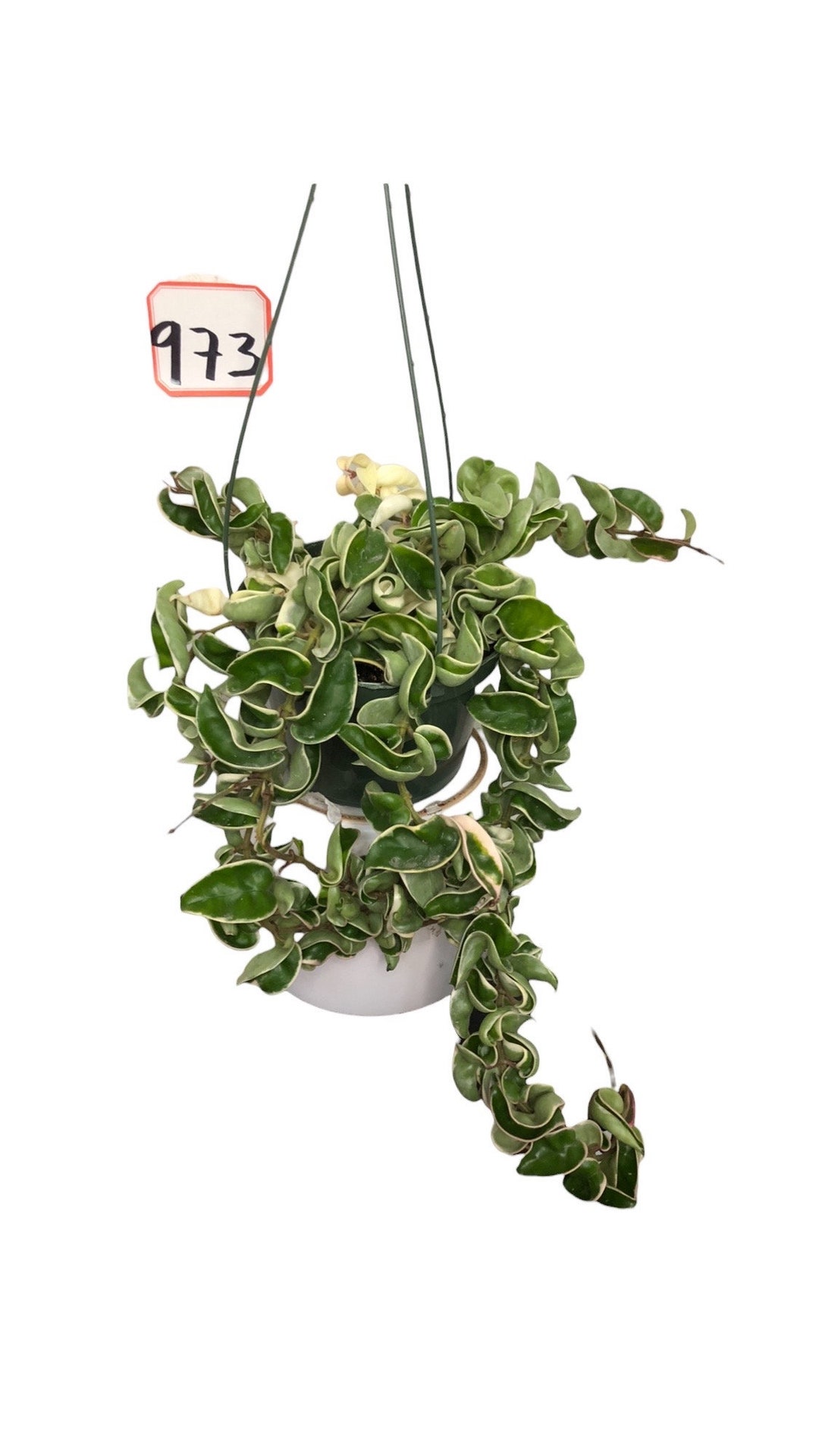 Hoya Hindu Rope Variegated 6 Inches Pot Etsy