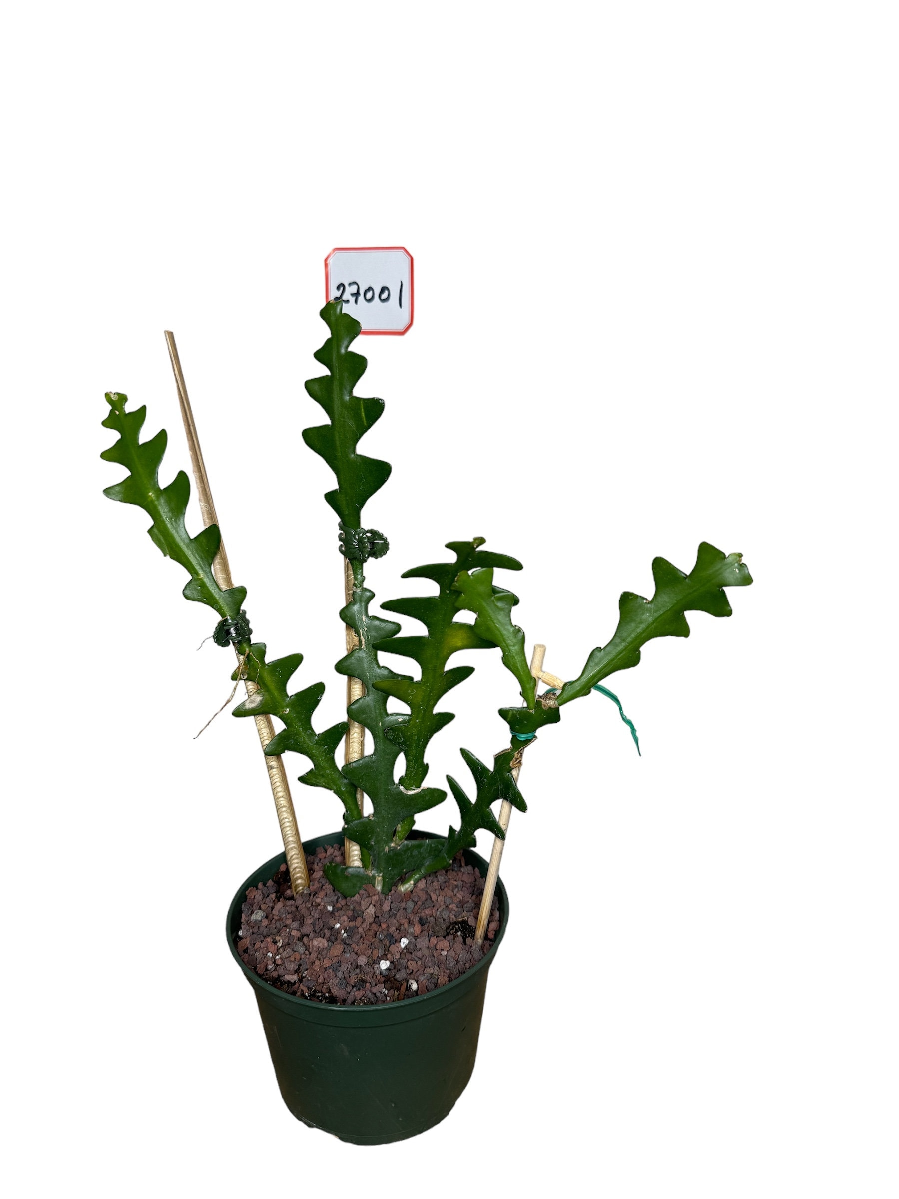 Selenicereus anthonyanus fishbone cactus, rickrack cactus, zig-zag cactus 6  inches pot