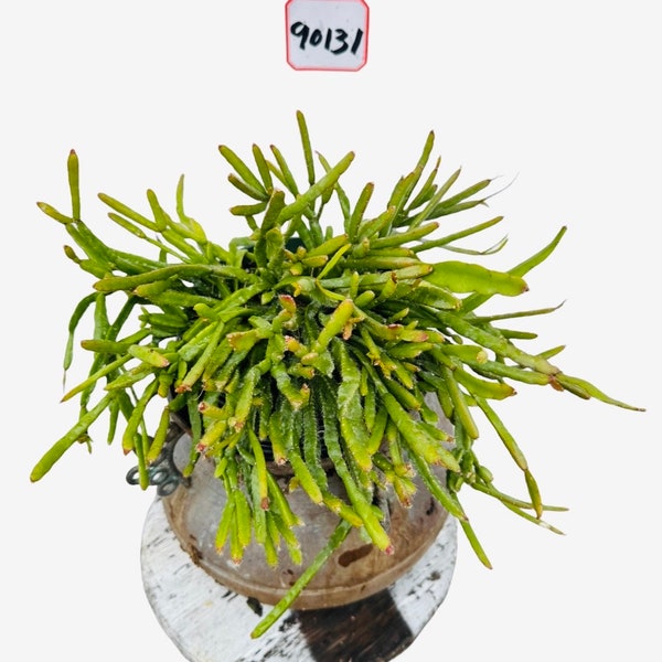 Maceta Rhipsalis de 8 pulgadas