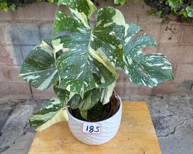 Monstera Thai Constellation Variegated 6 Inches Pot - Etsy