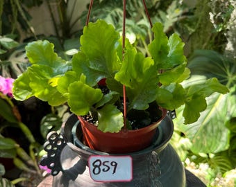 Rhipsalis Crispimarginata Aka. Rhipsalis Oblonga, Rooted Plant Shipped in  2.5" Pot - Etsy