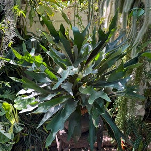 XL  Staghorn Fern / platycerium bifurcatum 10  inches  hanging baskets