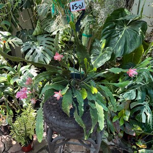 Epiphyllum german empress blooming 10 inches pot