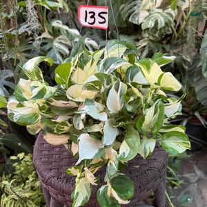May include: A hanging Epipremnum aureum plant with variegated green and white heart-shaped leaves. The plant is suspended by thin wires and features a small rectangular white tag with the number 135 written in black ink attached to the top.