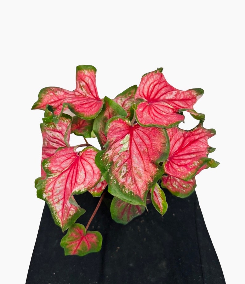 Caladium 4 Inches Pot Beautiful Heart Leaves Shape Caladium - Etsy