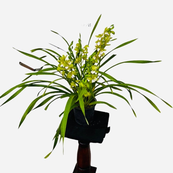 Cymbidium Orchids 2 feet tall 6 inches pot  very full plant