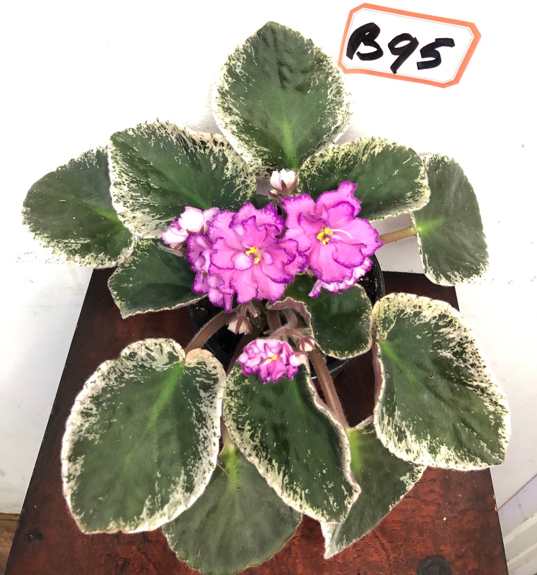 Variegated African Violets 4 Inches Pot Etsy