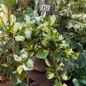 Manjula Pothos 6 inches pot