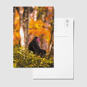 Macaca fuscata - Mont Nantai Japon - Carte postale, impression de qualité - Personnalisable