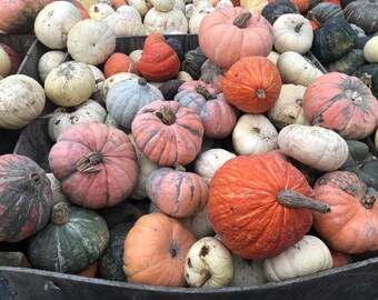 Free Organic Squash seeds Halloween Thanksgiving Christmas garden farm seeds food nutrients 60– 100 seeds variety package shipping is extra