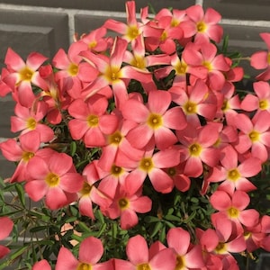 Oxalis &#39;Rose Dimple Salmon&#39;